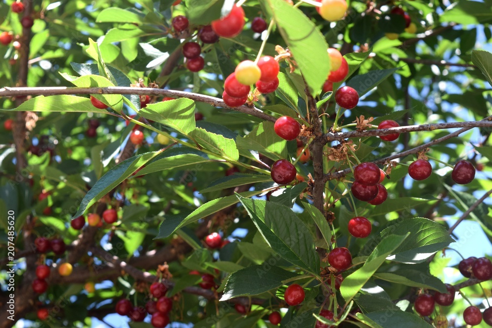 sour cherry on a tree