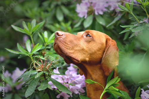 Obraz na plátně The hungarian vizsla