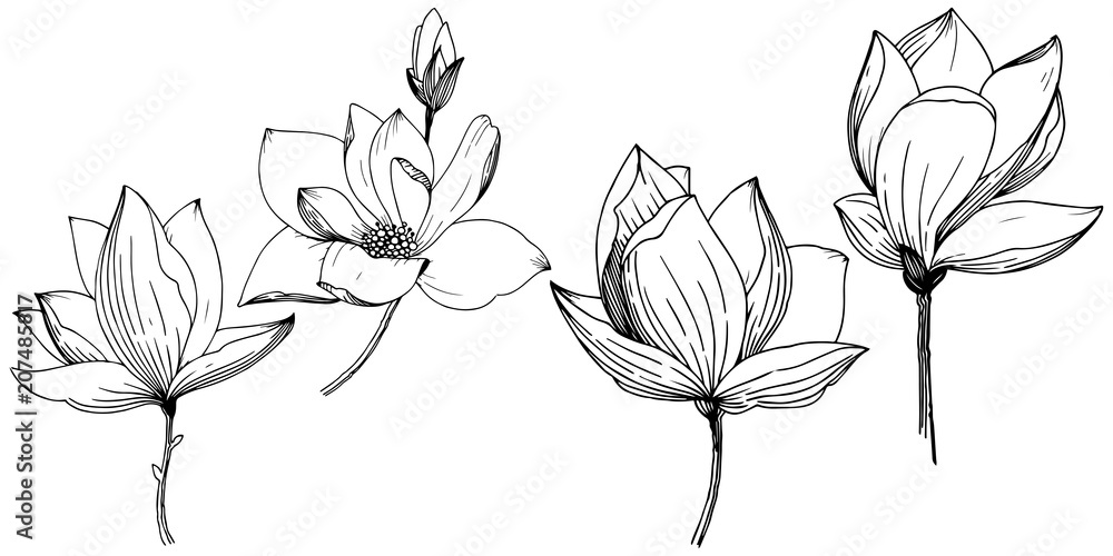 Fototapeta premium Magnolia w stylu wektor na białym tle. Pełna nazwa zakładu: Magnolia. Wektor kwiat dla tła, tekstury, wzoru opakowania, ramki lub obramowania.