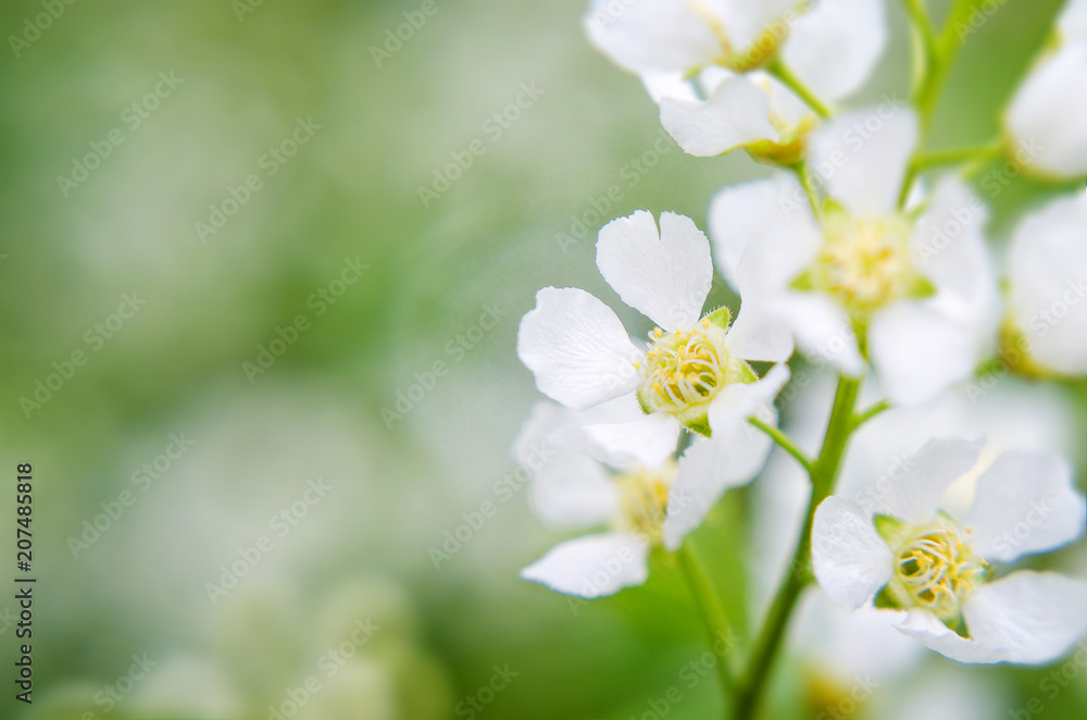 Soft focused bird-cherry flowers. Bird-Cherry tree blossoms. Spring seasonal romantic background. Soft focused bird-cherry flowers. Bird-Cherry tree blossoms. Spring seasonal romantic background.