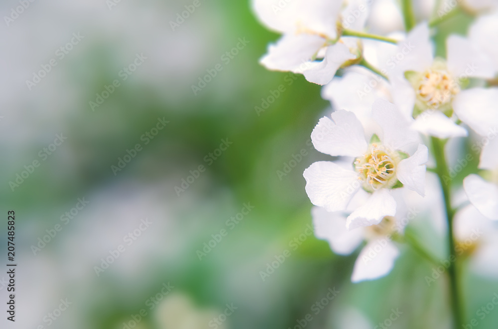 Soft focused bird-cherry flowers. Bird-Cherry tree blossoms. Spring seasonal romantic background. Soft focused bird-cherry flowers. Bird-Cherry tree blossoms. Spring seasonal romantic background.