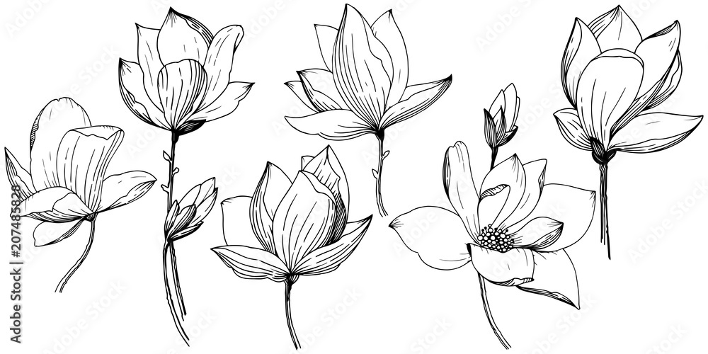 Naklejka premium Magnolia in a vector style isolated. Full name of the plant: Magnolia. Vector flower for background, texture, wrapper pattern, frame or border.