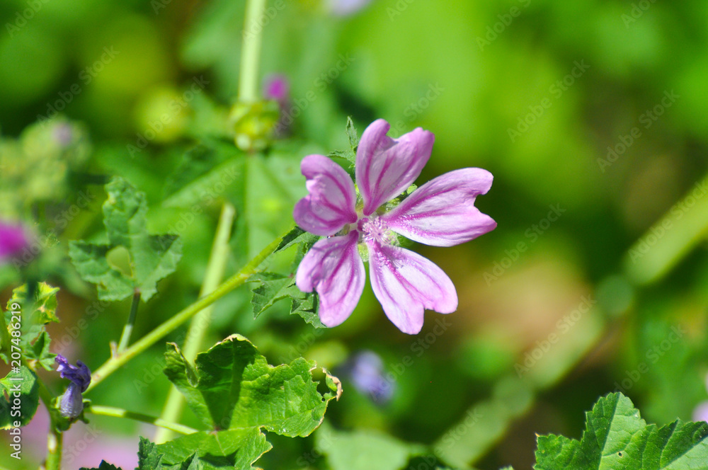 Malva sylvestris, Mallow plant - blue common mallow. Uncultivated and healthy plant Malva sylvestris, Mallow plant - blue common mallow. Uncultivated and healthy plant