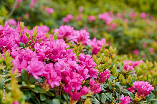 Rhododendron blooming flowers in Carpathian mountains. Chervona Ruta. Pink rare flowers background. Close up view