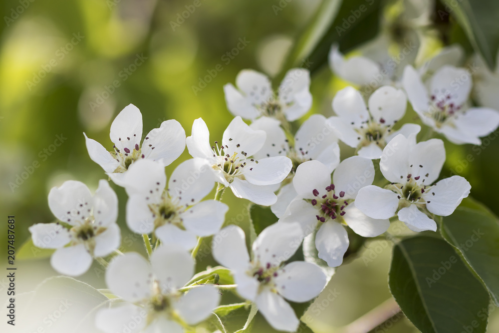 blooming Apple tree in the garden close-up