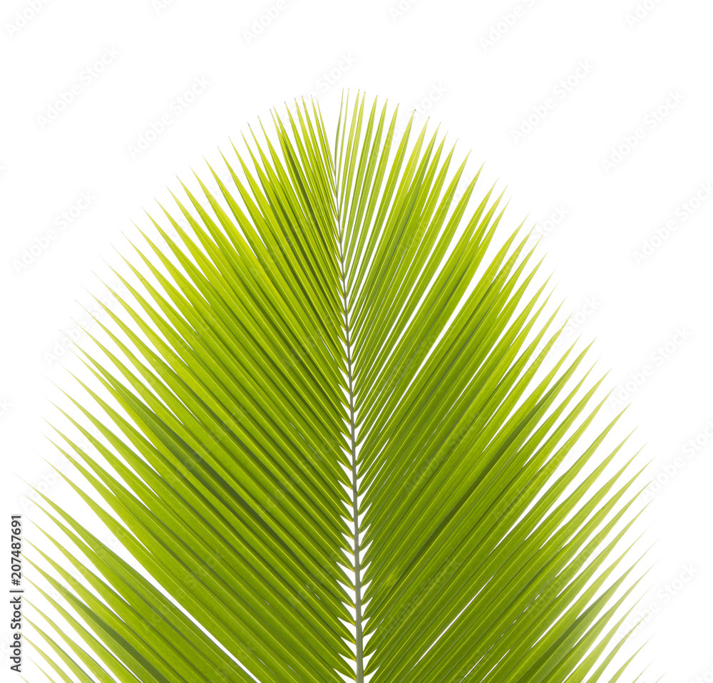 Fototapeta premium Green coconut leaf isolated on white background