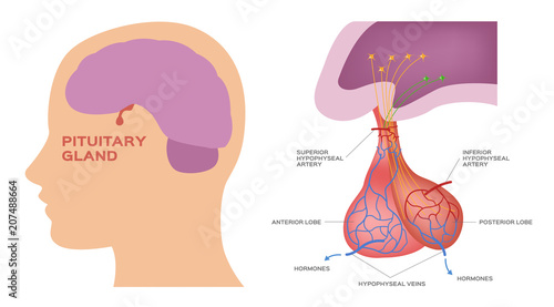 pituitary gland vector photo