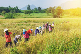 Thai farmers harvesting rice field in countryside Thailand