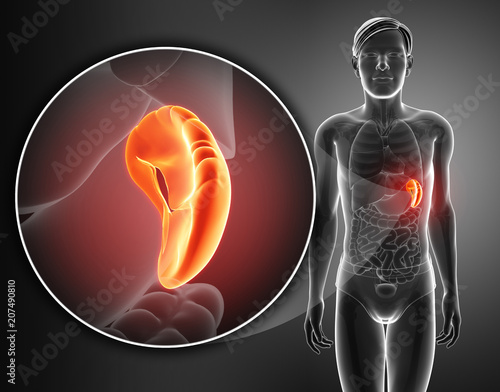 Photography Human spleen anatomy