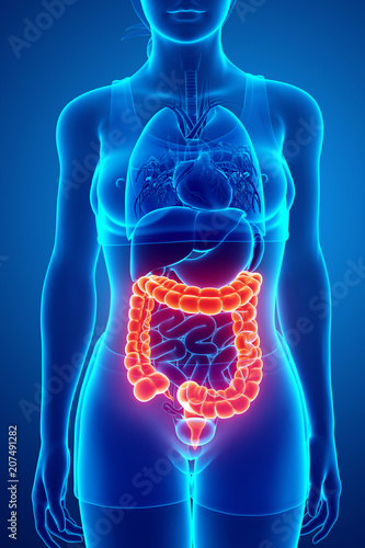 3d Render of Human Large Intestine