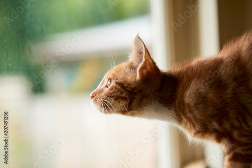 Adorable red ginger tabby cat looking out a window with excitement and wonder © Chris Mirek Freeman