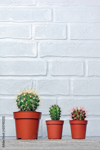Small cacti in red flower pot with copy space © viktoriya89