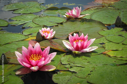 Beautiful flowering water lily pond