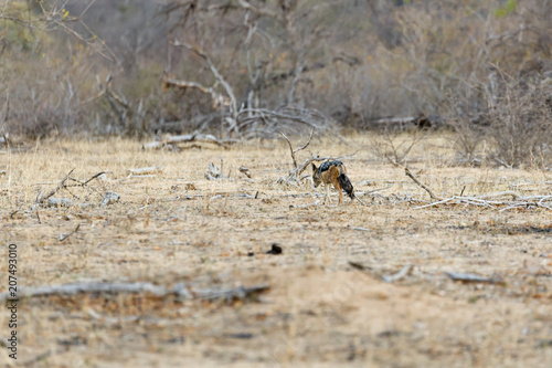 Coyote sneaks along