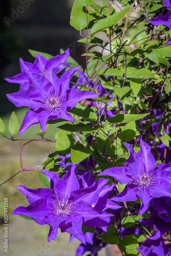 Klematis, Waldrebe, Blüte, Clematis photo