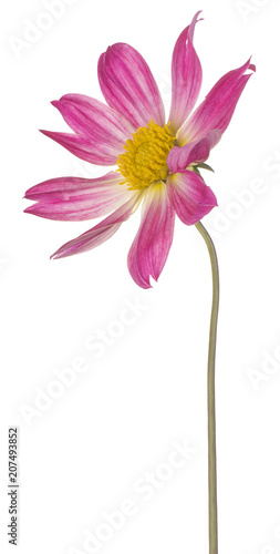 Fototapeta Naklejka Na Ścianę i Meble -  dahlia flower isolated