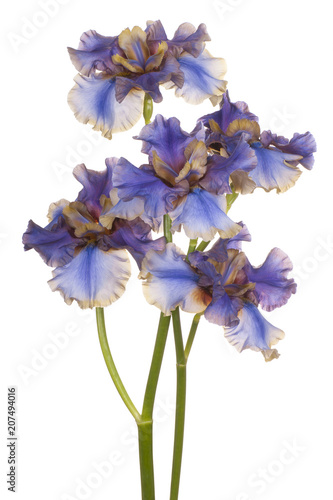 Fototapeta Naklejka Na Ścianę i Meble -  iris flower isolated