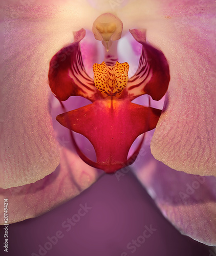 Macro Orhid flower in closeup