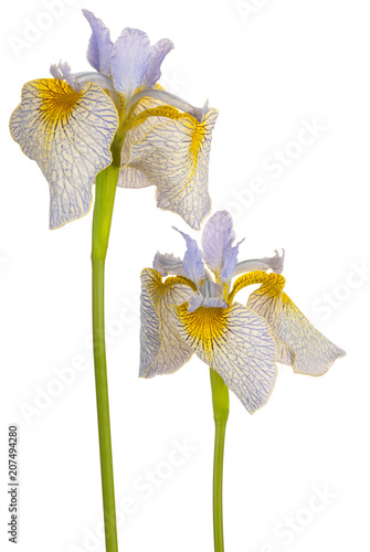 Fototapeta Naklejka Na Ścianę i Meble -  iris flower isolated
