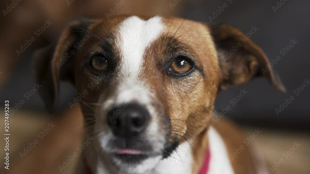 Slow motion close up of a dog looking at the camera Slow motion close up of a dog looking at the camera