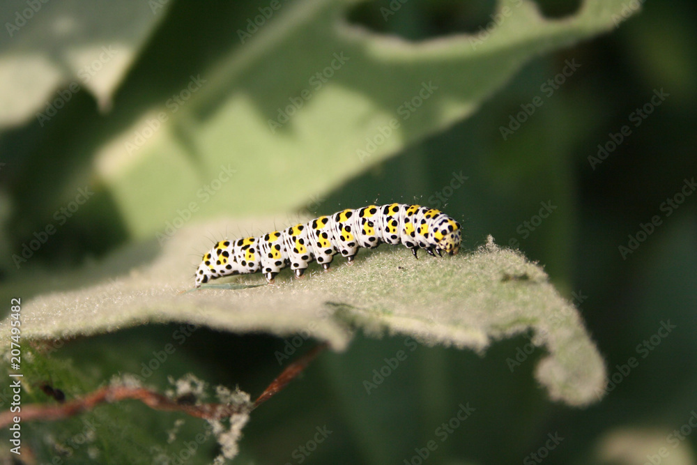 Mullein moth caterpillar eating green leaves in the garden. Cucullia verbasci Mullein moth caterpillar eating green leaves in the garden. Cucullia verbasci