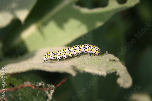 Mullein moth caterpillar eating green leaves in the garden. Cucullia verbasci © saratm
