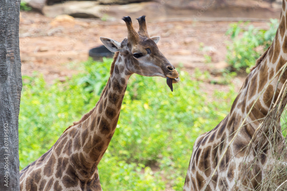 Tongue and Face of Masai giraffe peaks around bush Tongue and Face of Masai giraffe peaks around bush