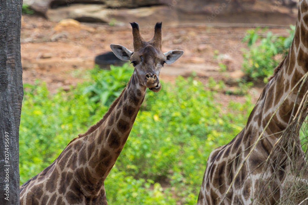 Tongue and Face of Masai giraffe peaks around bush Tongue and Face of Masai giraffe peaks around bush