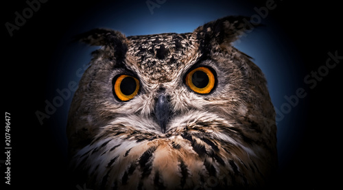 A close look of the orange eyes of a horned owl on a dark background.