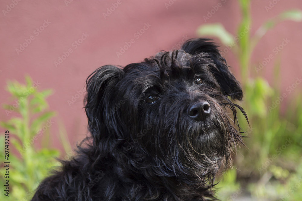 portrait of black schnauzer dog with background wall portrait of black schnauzer dog with background wall