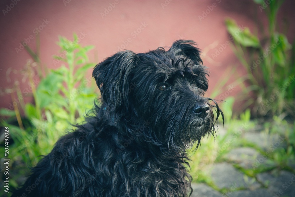 portrait of black schnauzer dog with background wall