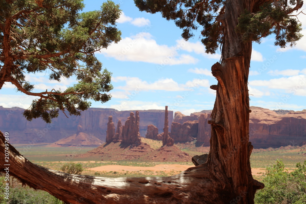 Obraz premium Ouest américain, Arbre