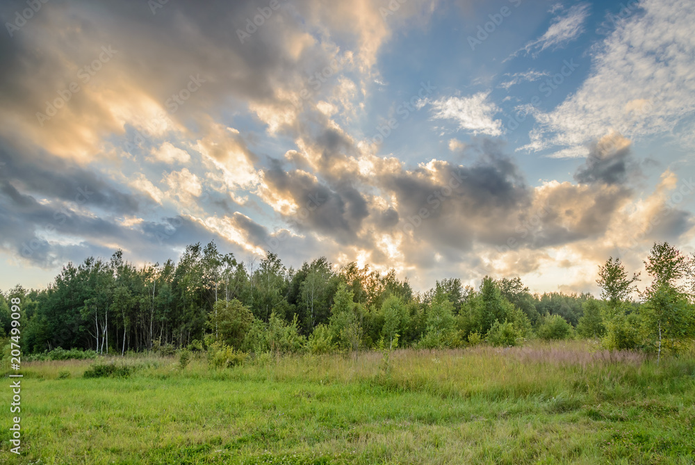 custom made wallpaper toronto digitalClouds above the edge of the forest