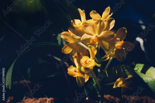 close up yellow orchid flower in tropical garden at winter or spring day for postcard beauty and agriculture idea concept design. Orchids are amazing flowers and also elegant. photo