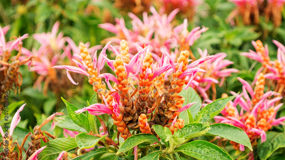 Aphelandra flower in a garden. Aphelandra flower in a garden.