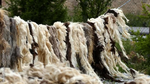 the washed sheep wool is drying up on the sun,


