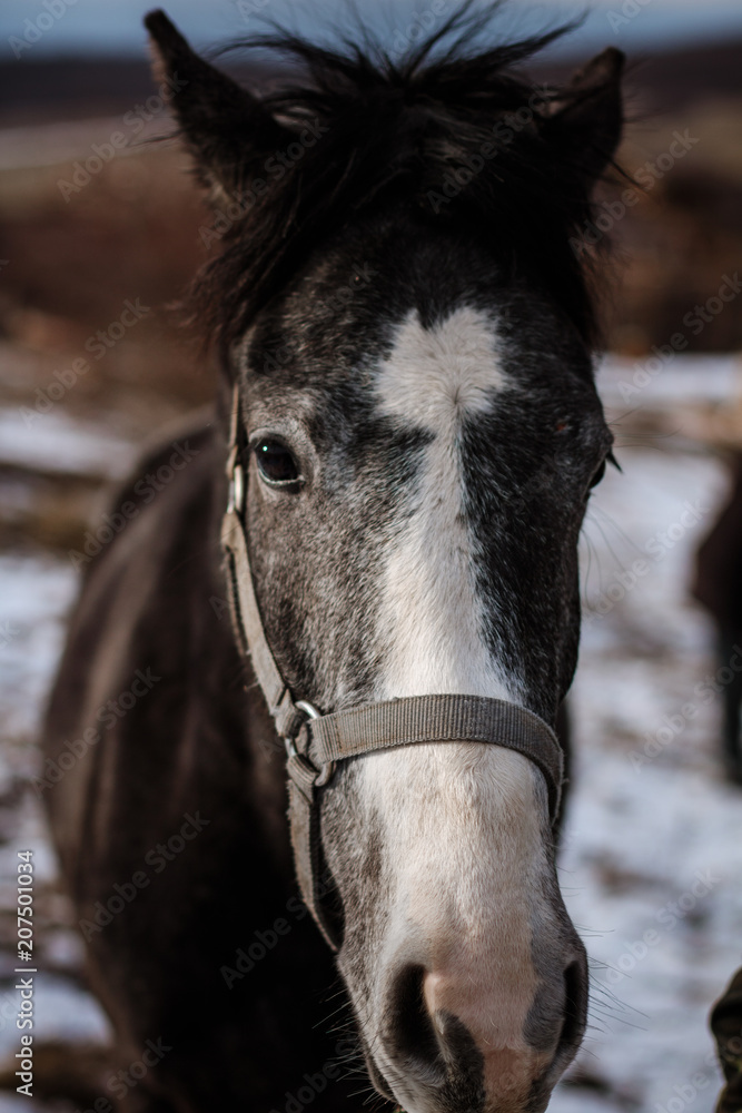 Obraz premium Carthusian horse