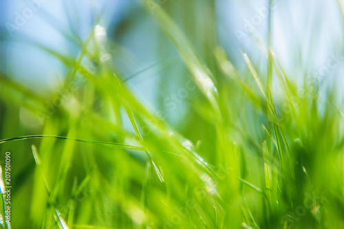 Bright green grass abstract background. Summer nature details