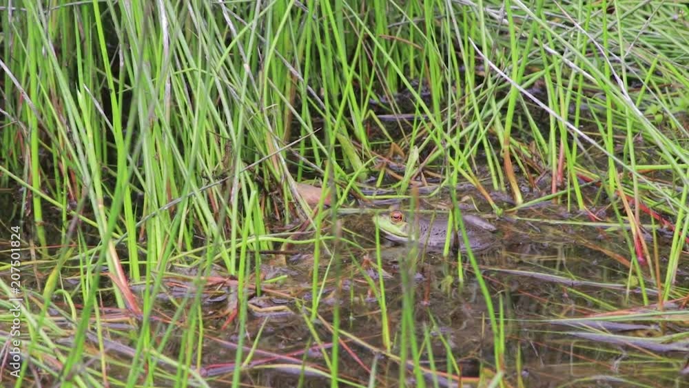 frog in pond hops away frog in pond hops away