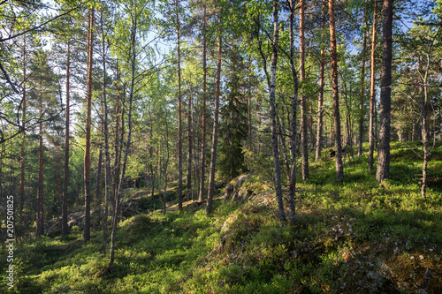 Trees and plants in a lush, verdant and hilly pine forest on a sunny morning in the summertime in Sastamala, Southern Finland.