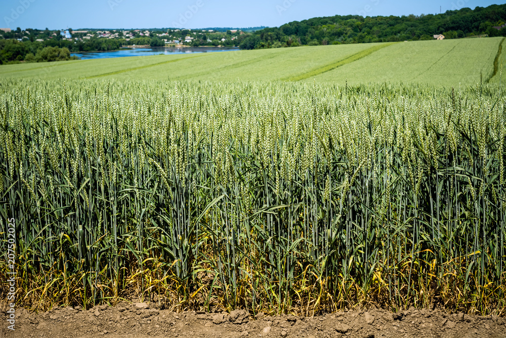 huge spikelets of wheat on high stems on the field against the background of the sky and a small village