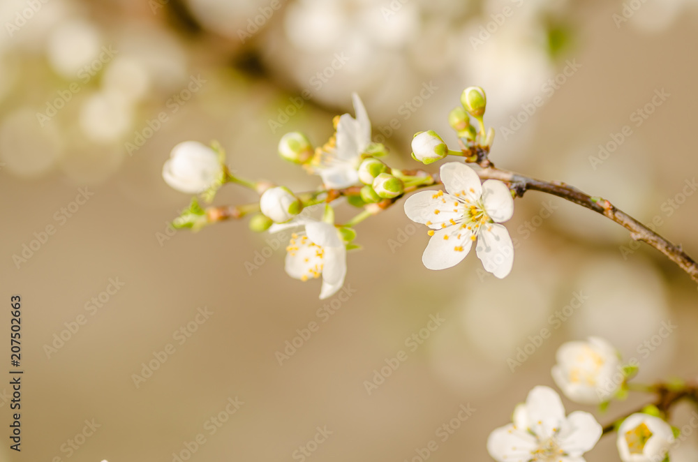 white flowers blooming wild plum 
