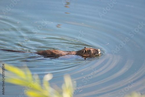 A nutria swimming in a pond