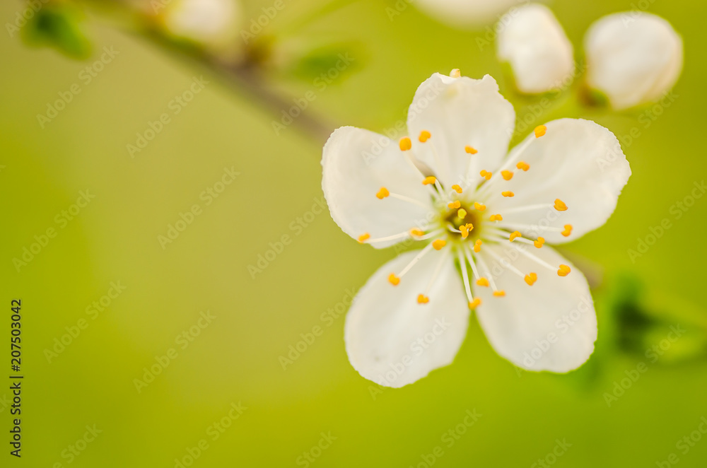 Obraz premium white flowers blooming wild plum
