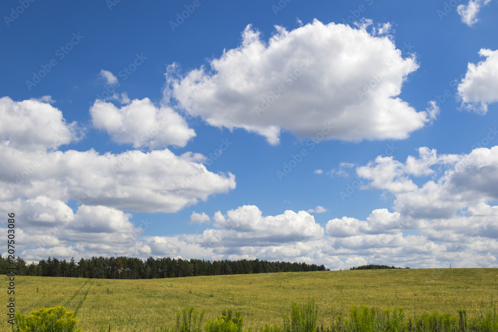 Golden wheat field against a blue sky and clouds