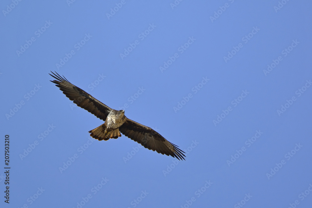 Bonelli's Eagle (Hieraaetus fasciatus), Greece Bonelli's Eagle (Hieraaetus fasciatus), Greece