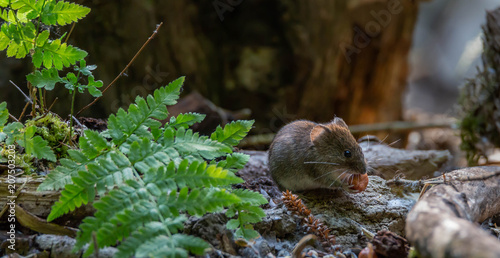 Vole in forest photo