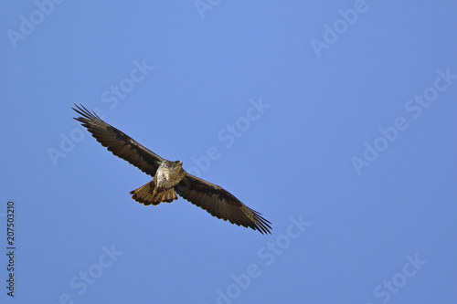 Bonelli's Eagle (Hieraaetus fasciatus), Greece