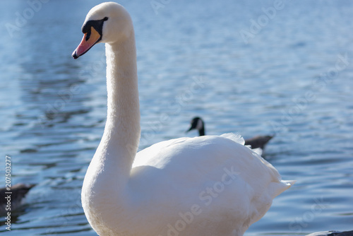 Swan