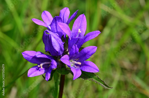 Knaeuel-Glockenblume, Bluete Nahansicht photo